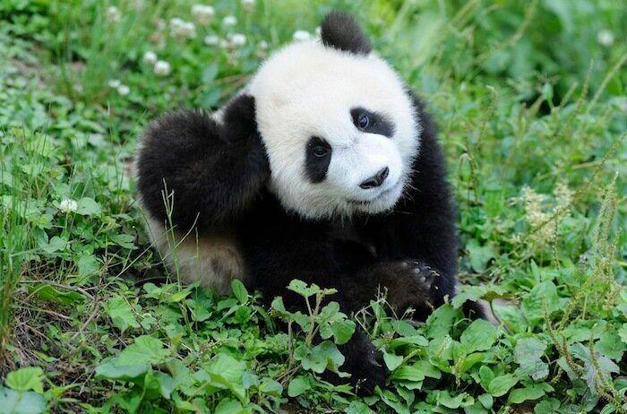 Los bichinos de la semana (FOTOS)