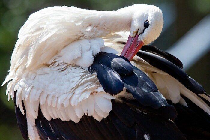 Los bichinos de la semana (FOTOS)