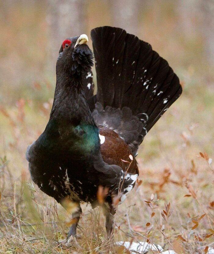 Los bichinos de la semana (FOTOS)