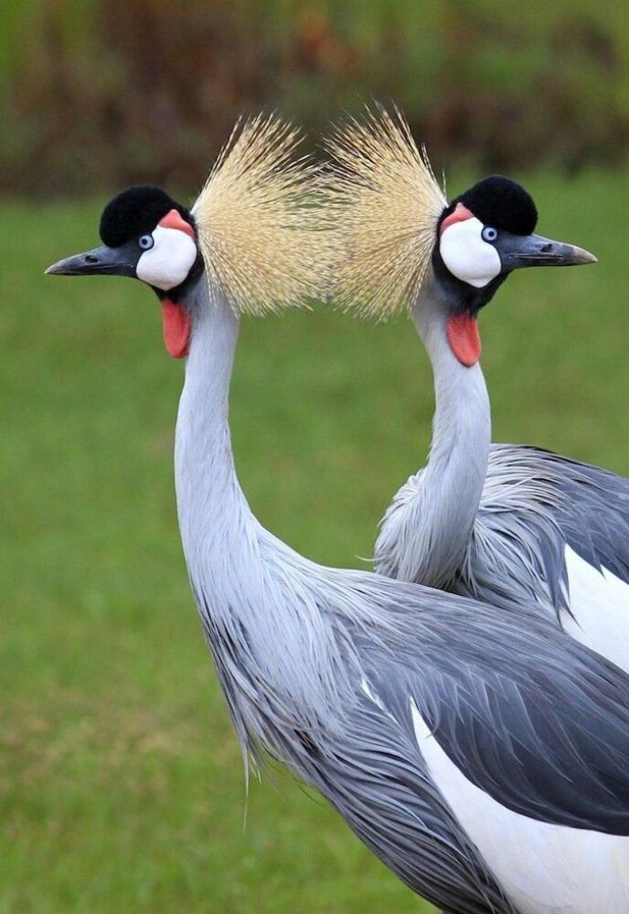 Los bichinos de la semana (FOTOS)