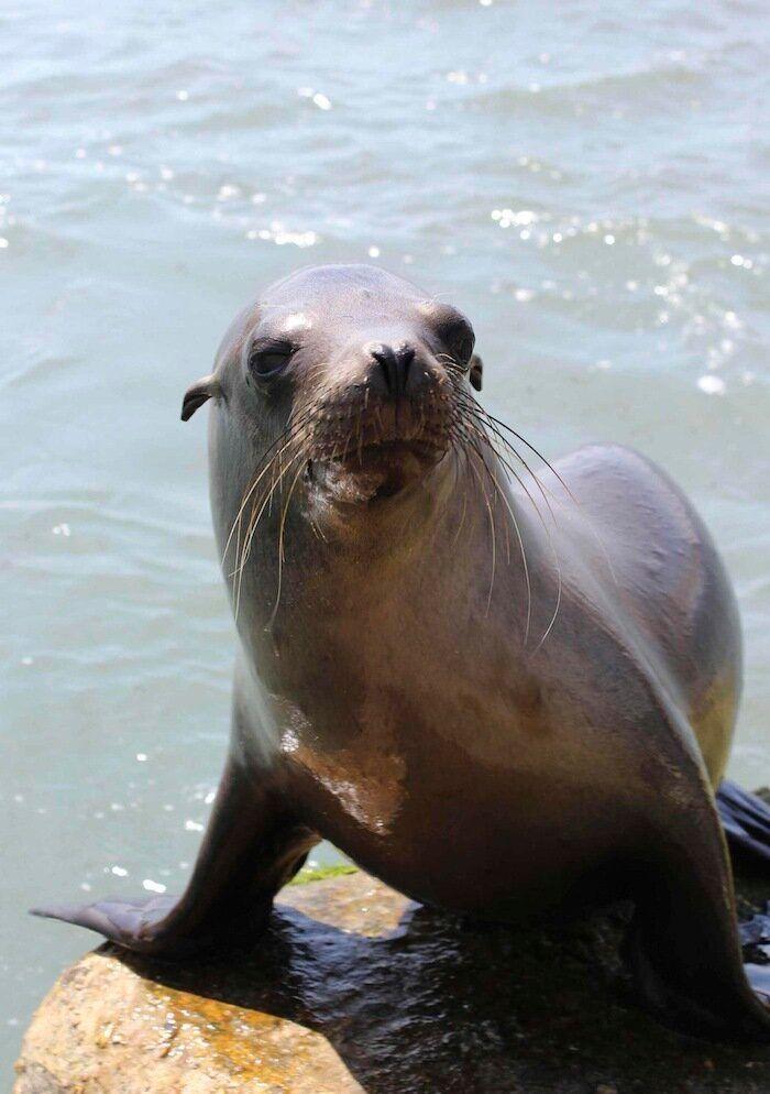 Los bichinos de la semana (FOTOS)