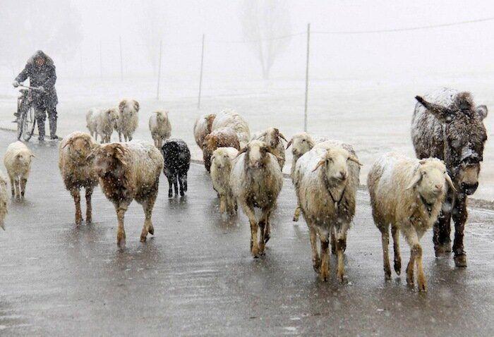 Los bichinos de la semana (FOTOS)