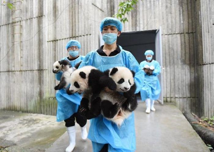 Esta guardería de bebés panda en China es lo más tierno que vas a ver en todo el día