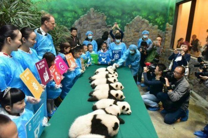 Esta guardería de bebés panda en China es lo más tierno que vas a ver en todo el día