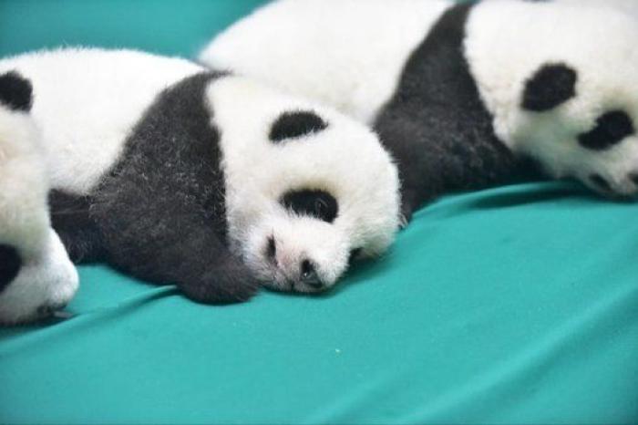 Esta guardería de bebés panda en China es lo más tierno que vas a ver en todo el día