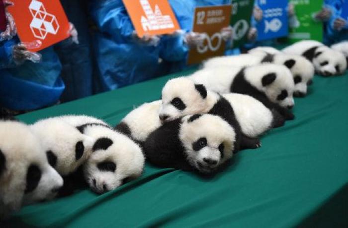 Esta guardería de bebés panda en China es lo más tierno que vas a ver en todo el día