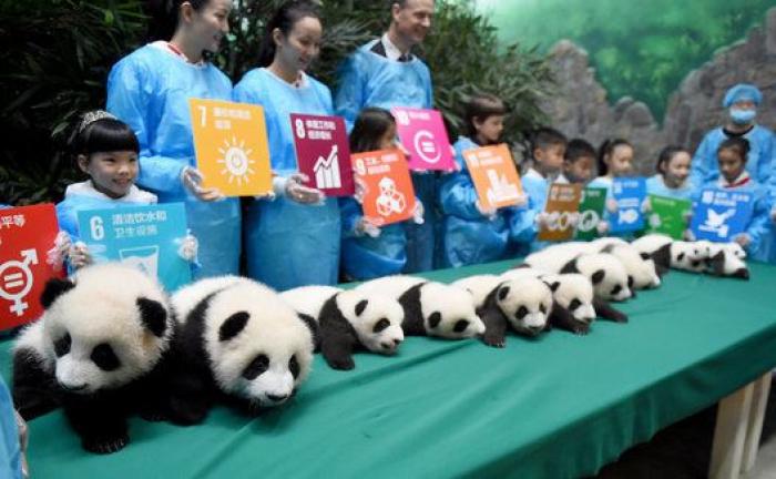 Esta guardería de bebés panda en China es lo más tierno que vas a ver en todo el día