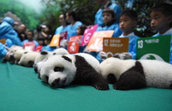 Esta guardería de bebés panda en China es lo más tierno que vas a ver en todo el día