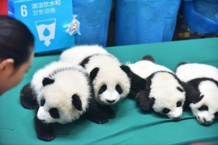Esta guardería de bebés panda en China es lo más tierno que vas a ver en todo el día