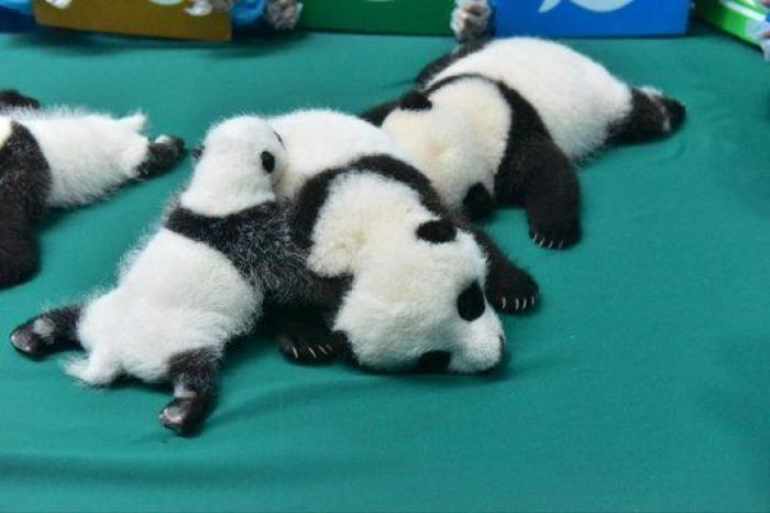 Esta guardería de bebés panda en China es lo más tierno que vas a ver en todo el día