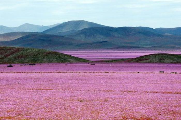 Las lluvias de El Niño cubren de un espectacular manto de flores el desierto más seco del mundo