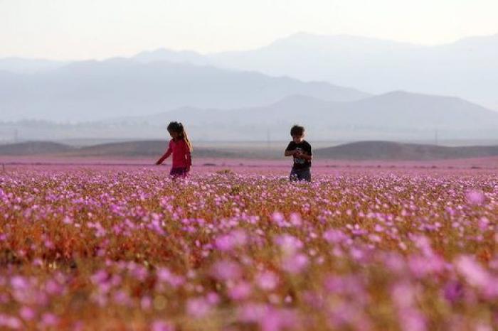 Las lluvias de El Niño cubren de un espectacular manto de flores el desierto más seco del mundo