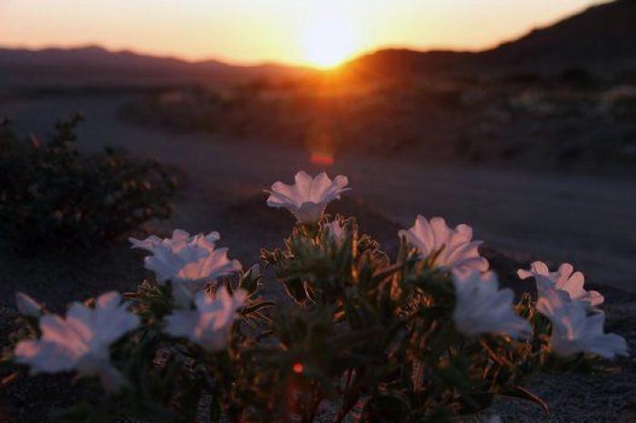 Las lluvias de El Niño cubren de un espectacular manto de flores el desierto más seco del mundo