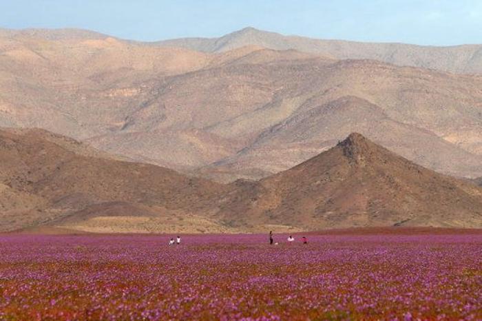 Las lluvias de El Niño cubren de un espectacular manto de flores el desierto más seco del mundo
