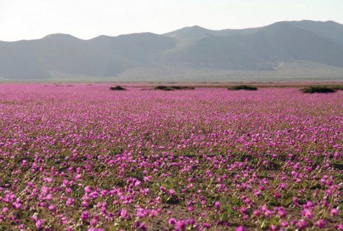 Las lluvias de El Niño cubren de un espectacular manto de flores el desierto más seco del mundo