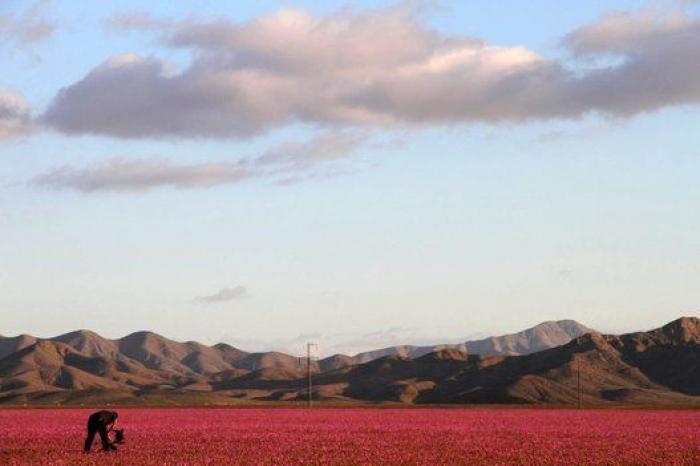 Las lluvias de El Niño cubren de un espectacular manto de flores el desierto más seco del mundo
