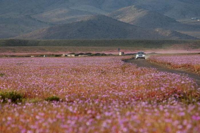 Las lluvias de El Niño cubren de un espectacular manto de flores el desierto más seco del mundo