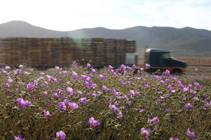 Las lluvias de El Niño cubren de un espectacular manto de flores el desierto más seco del mundo