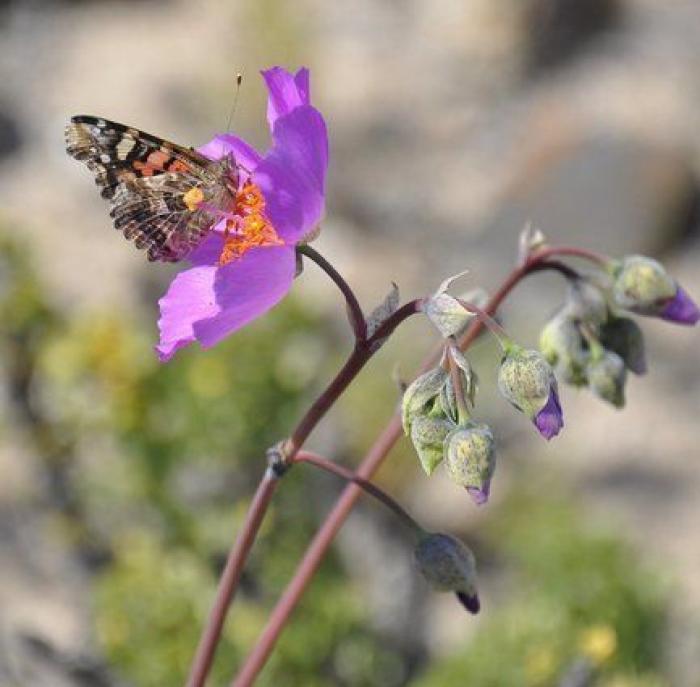 Las lluvias de El Niño cubren de un espectacular manto de flores el desierto más seco del mundo