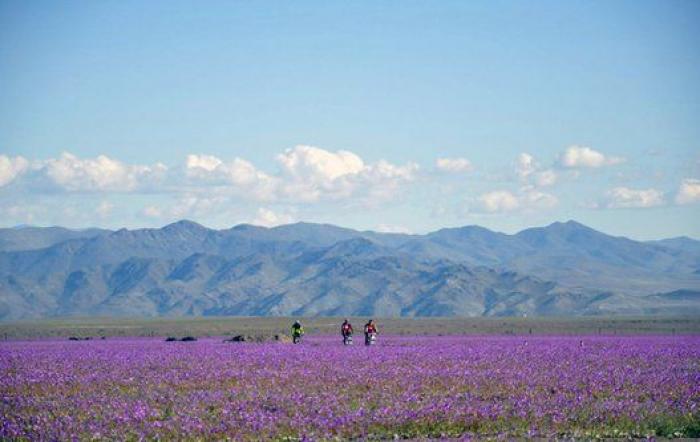 Las lluvias de El Niño cubren de un espectacular manto de flores el desierto más seco del mundo