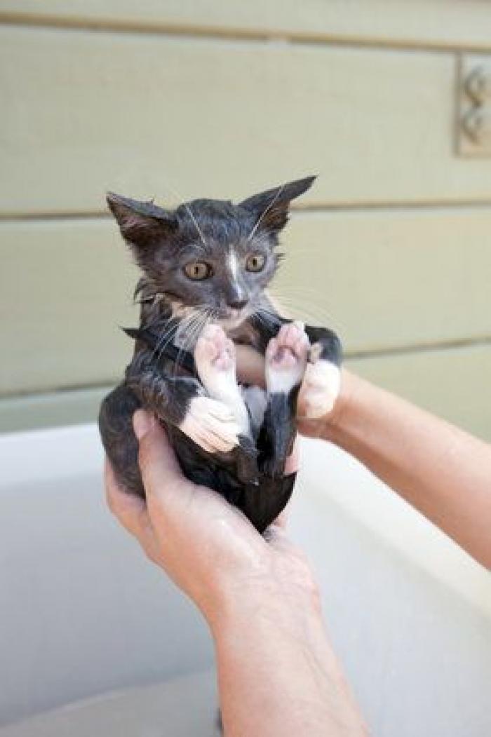 Cada cuánto tiempo tengo que bañar a mi mascota