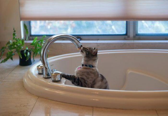 Cada cuánto tiempo tengo que bañar a mi mascota