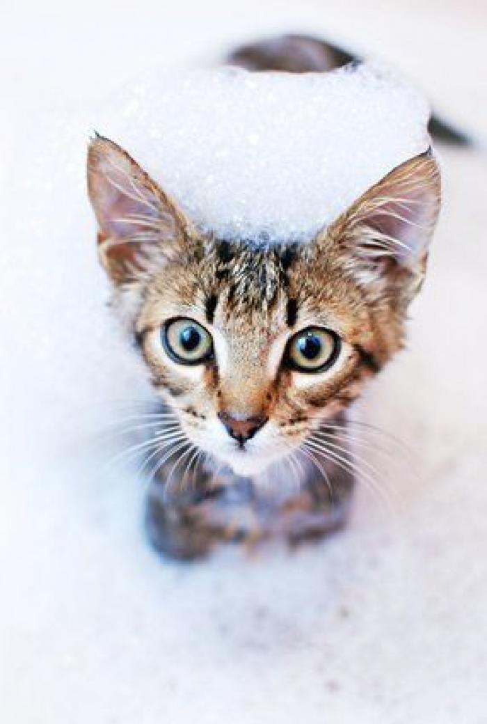 Cada cuánto tiempo tengo que bañar a mi mascota