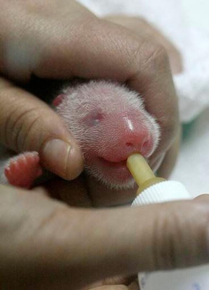 Detenidos dos empleados del Zoo de Madrid que estafaron un millón de euros con la venta de entradas