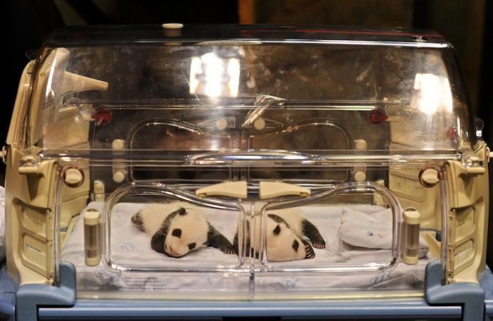 Detenidos dos empleados del Zoo de Madrid que estafaron un millón de euros con la venta de entradas