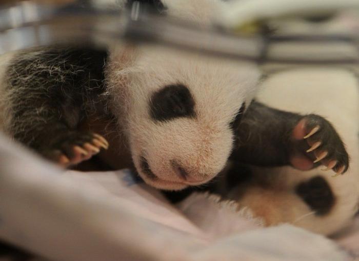 Detenidos dos empleados del Zoo de Madrid que estafaron un millón de euros con la venta de entradas