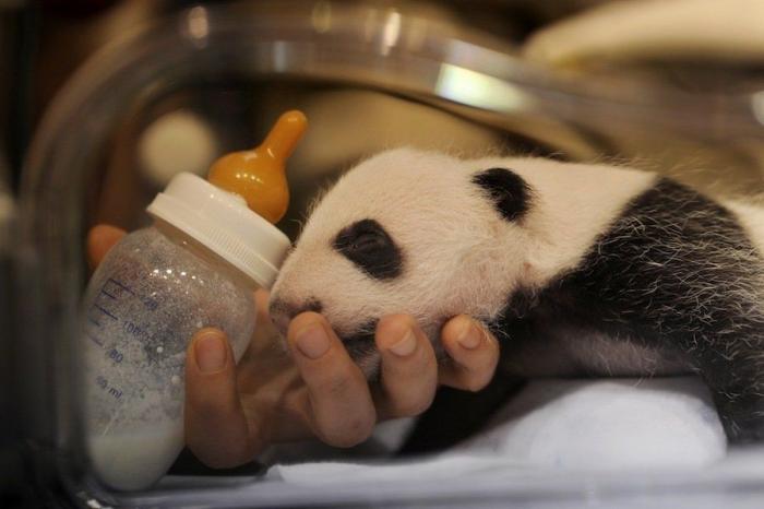 Detenidos dos empleados del Zoo de Madrid que estafaron un millón de euros con la venta de entradas