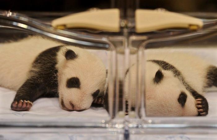 Detenidos dos empleados del Zoo de Madrid que estafaron un millón de euros con la venta de entradas