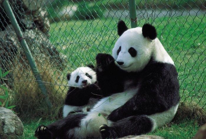 Detenidos dos empleados del Zoo de Madrid que estafaron un millón de euros con la venta de entradas