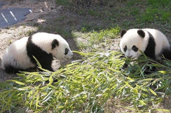 Detenidos dos empleados del Zoo de Madrid que estafaron un millón de euros con la venta de entradas