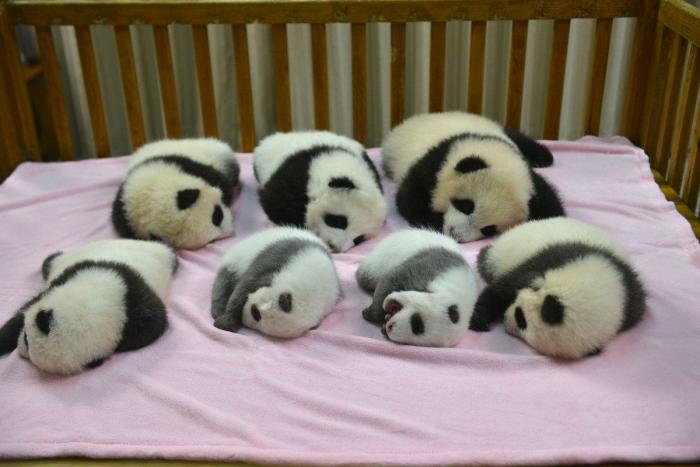 Entre la diversión y la desesperación: así es trabajar con osos panda (VÍDEO)