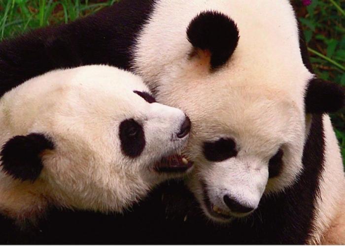 Entre la diversión y la desesperación: así es trabajar con osos panda (VÍDEO)