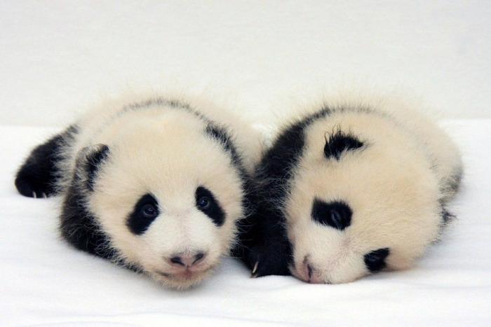 Entre la diversión y la desesperación: así es trabajar con osos panda (VÍDEO)