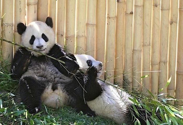 Detenidos dos empleados del Zoo de Madrid que estafaron un millón de euros con la venta de entradas