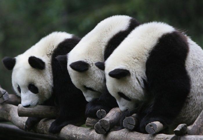 Entre la diversión y la desesperación: así es trabajar con osos panda (VÍDEO)