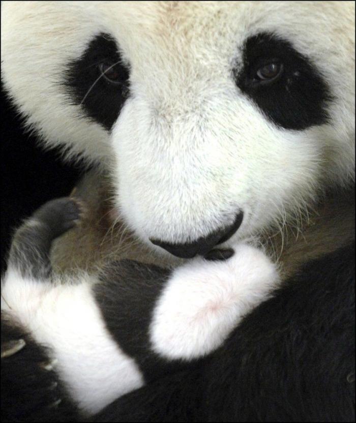 Entre la diversión y la desesperación: así es trabajar con osos panda (VÍDEO)