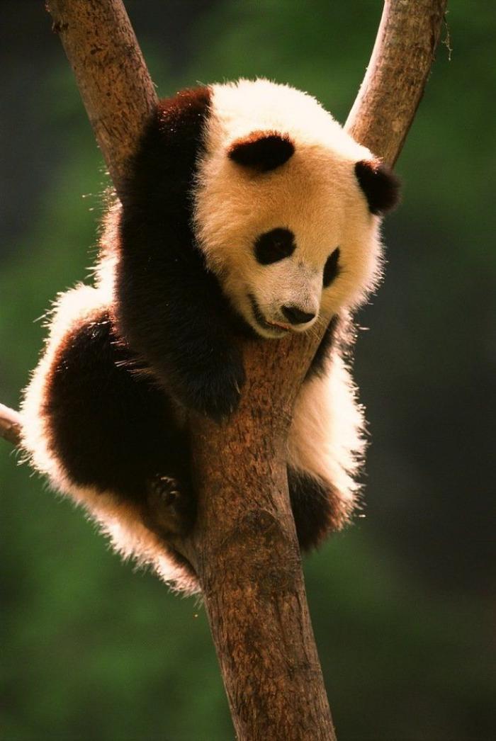 Entre la diversión y la desesperación: así es trabajar con osos panda (VÍDEO)