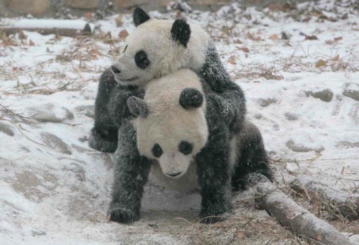 Entre la diversión y la desesperación: así es trabajar con osos panda (VÍDEO)