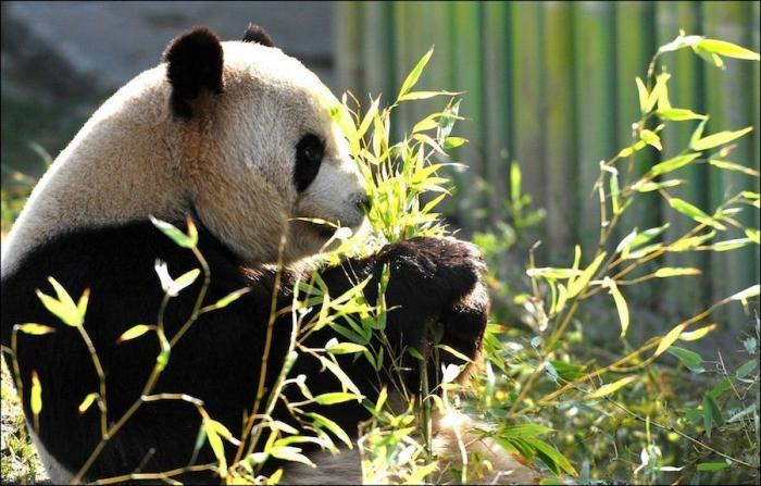 Detenidos dos empleados del Zoo de Madrid que estafaron un millón de euros con la venta de entradas