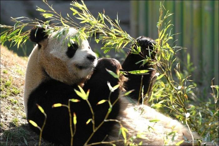 Detenidos dos empleados del Zoo de Madrid que estafaron un millón de euros con la venta de entradas