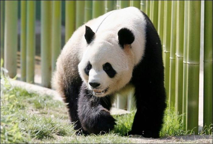 Detenidos dos empleados del Zoo de Madrid que estafaron un millón de euros con la venta de entradas