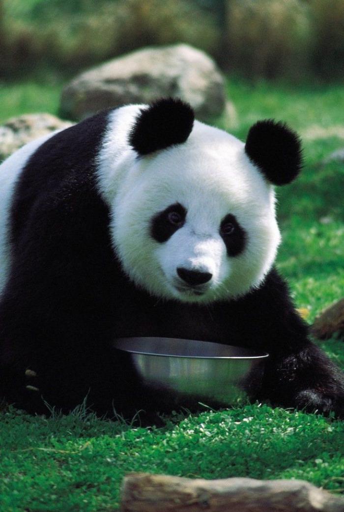 Detenidos dos empleados del Zoo de Madrid que estafaron un millón de euros con la venta de entradas