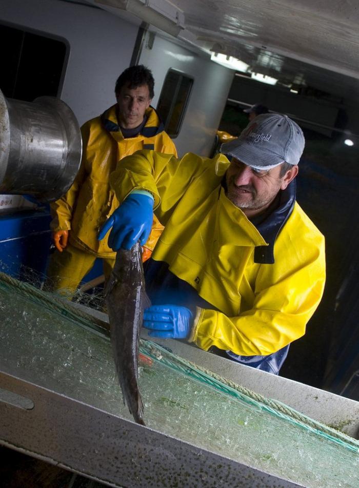Anisakis: qué es, cómo afecta a la salud y en qué pescados anida el parásito