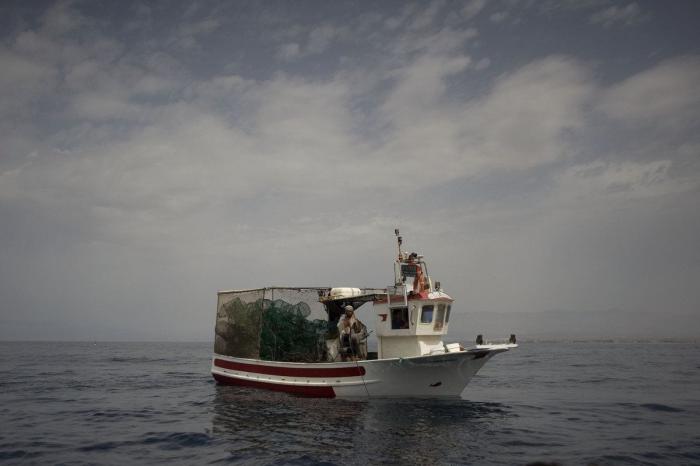 Anisakis: qué es, cómo afecta a la salud y en qué pescados anida el parásito