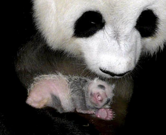 Entre la diversión y la desesperación: así es trabajar con osos panda (VÍDEO)