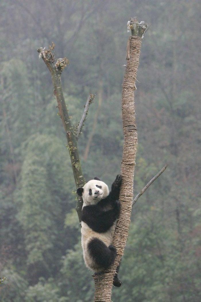 Entre la diversión y la desesperación: así es trabajar con osos panda (VÍDEO)